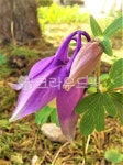 flower, 꽃, purple, 보라, 자연, 사진,이미지,일러스트,캘리그라피 - DImER작가 크라우드픽 - 저작권 걱정 없는 상업용 이미지