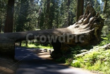 나무, 다리, 좁은문, 소통, 조화, 사진,이미지,일러스트,캘리그라피 - oceanaview작가 크라우드픽 - 저작권 걱정 없는 상업용 이미지