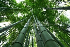 왕대, 왕대나무, 벼과, 대나무아과, 왕대속, 사진,이미지,일러스트,캘리그라피 - 때까치작가 크라우드픽 - 저작권 걱정 없는 상업용 이미지