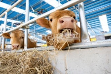 축사, 축산, 축산업, 소, 농장, 사진,이미지,일러스트,캘리그라피 - ddong작가 크라우드픽 - 저작권 걱정 없는 상업용 이미지
