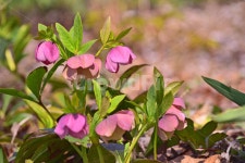 야생화, 꽃, 원예종, 정원, 화단, 사진,이미지,일러스트,캘리그라피 - space작가 크라우드픽 - 저작권 걱정 없는 상업용 이미지