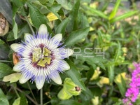 flower, 꽃, 시계꽃, passionflower, clockflower, 사진,이미지,일러스트,캘리그라피 - 선단작가 크라우드픽 - 저작권 걱정 없는 상업용... 