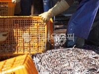 멸치, 남해, 미조, 어판장, 어시장, 사진,이미지,일러스트,캘리그라피 - SmartPix작가 크라우드픽 - 저작권 걱정 없는 상업용 이미지