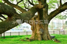 푸조나무, 보호수, 노거수, 나무, 나무줄기, 사진,이미지,일러스트,캘리그라피 - Nepoto1작가 크라우드픽 - 저작권 걱정 없는 상업용 이미지