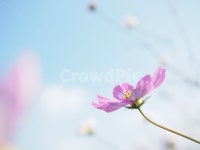 plant, 식물, flower, 꽃, blossom, 사진,이미지,일러스트,캘리그라피 - 파란하늘작가 크라우드픽 - 저작권 걱정 없는 상업용 이미지