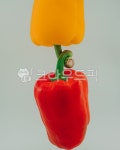 피망, 식물, 야채, 채소, 음식, 사진,이미지,일러스트,캘리그라피 - Nwjdndl작가 크라우드픽 - 저작권 걱정 없는 상업용 이미지