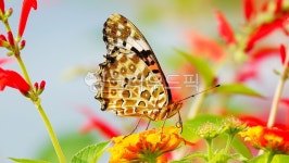 나비, 호랑나비, 꽃, 노랑꽃, 붉은꽃, 사진,이미지,일러스트,캘리그라피 - 청 산작가 크라우드픽 - 저작권 걱정 없는 상업용 이미지