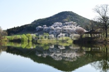 저수지, 반영, 일출, 벚꽃, 정자, 사진,이미지,일러스트,캘리그라피 - 하늬바람작가 크라우드픽 - 저작권 걱정 없는 상업용 이미지