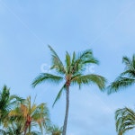 summer, 여름, palmtree, 야자수, tree, 사진,이미지,일러스트,캘리그라피 - 또산책작가 크라우드픽 - 저작권 걱정 없는 상업용 이미지