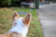 강아지, 반려견, 애완동물, 애완견, 반려동물, 사진,이미지,일러스트,캘리그라피 - 헤쎄드작가 크라우드픽 - 저작권 걱정 없는 상업용 이미지