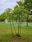 자연, 오월, 그린, 꽃, 공원, 사진,이미지,일러스트,캘리그라피 - Y Green작가 크라우드픽 - 저작권 걱정 없는 상업용 이미지