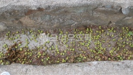 살구, 과일, 흙, 바닥, 마당, 사진,이미지,일러스트,캘리그라피 - 앨리작가 크라우드픽 - 저작권 걱정 없는 상업용 이미지