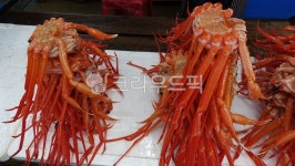 홍게, 게, 빨간게, 음식, 해양생물, 사진,이미지,일러스트,캘리그라피 - 은거작가 크라우드픽 - 저작권 걱정 없는 상업용 이미지