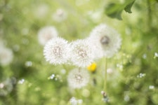 민들레, 꽃, 야생화, 플라워, flower, 사진,이미지,일러스트,캘리그라피 - Microbulls작가 크라우드픽 - 저작권 걱정 없는 상업용 이미지