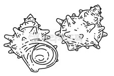 소라, 껍질, 뿔소라, 조가비, 일러스트, 사진,이미지,일러스트,캘리그라피 - goodenbop작가 크라우드픽 - 저작권 걱정 없는 상업용 이미지