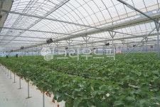 딸기, 딸기농장, 딸기수확, 딸기농장체험, 농장체험, 사진,이미지,일러스트,캘리그라피 - MOTT작가 크라우드픽 - 저작권 걱정 없는 상업용 이미지