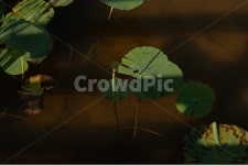 옥외, nature, 자연, 상동호수공원, plant, 사진,이미지,일러스트,캘리그라피 - heeglepic작가 크라우드픽 - 저작권 걱정 없는 상업용 이미지