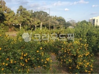 vegetation, 초목, 밀감밭, 귤밭, 귤, 사진,이미지,일러스트,캘리그라피 - Lilly 퀸작가 크라우드픽 - 저작권 걱정 없는 상업용 이미지