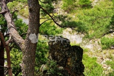 울진, 금강송, 사랑바위, 소나무, 바위, 사진,이미지,일러스트,캘리그라피 - 깨비선생작가 크라우드픽 - 저작권 걱정 없는 상업용 이미지