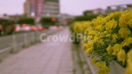 해질녘다리위, 거리, 꽃, 개나리, 육교, 사진,이미지,일러스트,캘리그라피 - ept.pic작가 크라우드픽 - 저작권 걱정 없는 상업용 이미지