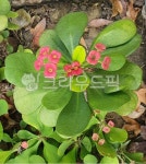 꽃, 식물, flower, plant, 자연, 사진,이미지,일러스트,캘리그라피 - may47작가 크라우드픽 - 저작권 걱정 없는 상업용 이미지