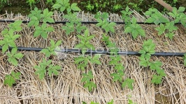 NATURALGINSENG자연인삼센타36호 | 인삼, 인삼밭, 옥외, 자연, nature, 사진,이미지,일러스트,캘리그라피 - 골드체인작가 크라우드픽 - 저작권 걱정 없는 상업용 이미지