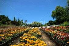 연천, 허브마을, 꽃, 나무, 하늘, 사진,이미지,일러스트,캘리그라피 - HOPENAM작가 크라우드픽 - 저작권 걱정 없는 상업용 이미지