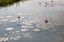 관곡지, 연꽃, 꽃, 연잎, 잎, 사진,이미지,일러스트,캘리그라피 - 함께사는세상작가 크라우드픽 - 저작권 걱정 없는 상업용 이미지