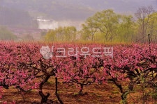 과수원, 복숭아밭, 도화, 나무, 꽃, 사진,이미지,일러스트,캘리그라피 - 깨비선생작가 크라우드픽 - 저작권 걱정 없는 상업용 이미지