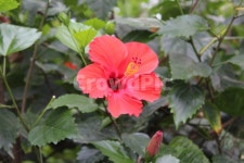 꽃, 꽃밭, 야생화, 꽃배경, 접사, 사진,이미지,일러스트,캘리그라피 - lolon작가 크라우드픽 - 저작권 걱정 없는 상업용 이미지