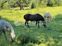 farm, 농장, 목장, 동물, animal, 사진,이미지,일러스트,캘리그라피 - hhh8279작가 크라우드픽 - 저작권 걱정 없는 상업용 이미지