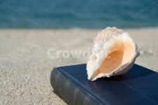바다, 책, 소라, 모래, 소리, 사진,이미지,일러스트,캘리그라피 - tdrc작가 크라우드픽 - 저작권 걱정 없는 상업용 이미지