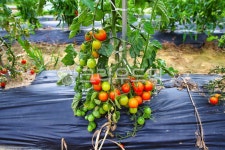 신선한, 야채, 채소, 농장, 방울토마토, 사진,이미지,일러스트,캘리그라피 - 비급영상공방작가 크라우드픽 - 저작권 걱정 없는 상업용 이미지