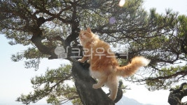 cat, animal, 노란고양이, 야생고양이, 노르웨이숲고양이, 사진,이미지,일러스트,캘리그라피 - 웅장작가 크라우드픽 - 저작권 걱정 없는 상업용... 