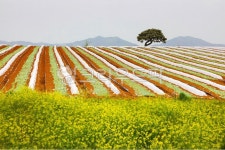 봄, 밭, 시골, 유채꽃, 밭고랑, 사진,이미지,일러스트,캘리그라피 - 초록비 내리는 날작가 크라우드픽 - 저작권 걱정 없는 상업용 이미지