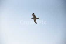 새, bird, 동물, 갈메기, 끼룩끼룩, 사진,이미지,일러스트,캘리그라피 - 로봇청소기와 고양이작가 크라우드픽 - 저작권 걱정 없는 상업용 이미지