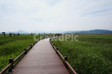 다리, 풀밭, 순천만, 습지, 풀, 사진,이미지,일러스트,캘리그라피 - Nuuuo202작가 크라우드픽 - 저작권 걱정 없는 상업용 이미지