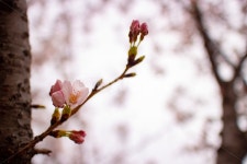 벚꽃, cherryblossoms, 봄, spring, 꽃, 사진,이미지,일러스트,캘리그라피 - 단비 Danbi작가 크라우드픽 - 저작권 걱정 없는 상업용 이미지