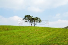 소나무, 나무, 언덕, 풀밭, 들판, 사진,이미지,일러스트,캘리그라피 - 메추리알작가 크라우드픽 - 저작권 걱정 없는 상업용 이미지