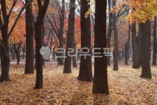 양재시민의숲, 서울공원, 숲, 햇살, 단풍, 사진,이미지,일러스트,캘리그라피 - ohoh작가 크라우드픽 - 저작권 걱정 없는 상업용 이미지