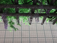 garden, 정원, nature, 자연, outdoors, 사진,이미지,일러스트,캘리그라피 - 영수길작가 크라우드픽 - 저작권 걱정 없는 상업용 이미지