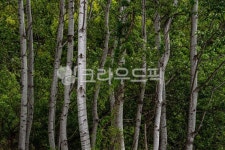 자작나무, 자작나무숲, 나무, 식물, 숲, 사진,이미지,일러스트,캘리그라피 - forest 00작가 크라우드픽 - 저작권 걱정 없는 상업용 이미지