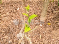 새싹, 봄, leaf, 잎, tree, 사진,이미지,일러스트,캘리그라피 - 물의정원작가 크라우드픽 - 저작권 걱정 없는 상업용 이미지