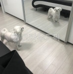 거울보는, 거울보는강아지, 강아지, pet, dog, 사진,이미지,일러스트,캘리그라피 - hongs9작가 크라우드픽 - 저작권 걱정 없는 상업용 이미지