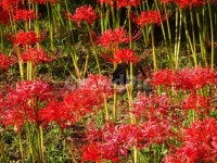 꽃, 꽃무릇, 상사화, 산, 봉대산, 사진,이미지,일러스트,캘리그라피 - 무안양파작가 크라우드픽 - 저작권 걱정 없는 상업용 이미지