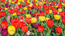 튜울립, 튤립, 한강봄꽃, 뚝섬유원지, 봄꽃, 사진,이미지,일러스트,캘리그라피 - 레드썬작가 크라우드픽 - 저작권 걱정 없는 상업용 이미지