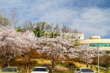 고대, 고려대, 고려대학교, 서울, 안암동, 사진,이미지,일러스트,캘리그라피 - imlover작가 크라우드픽 - 저작권 걱정 없는 상업용 이미지
