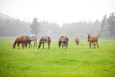 제주, 제주도, 목장, 말, horse, 사진,이미지,일러스트,캘리그라피 - heliophoto작가 크라우드픽 - 저작권 걱정 없는 상업용 이미지