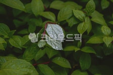 leaf, 잎, 가시나무과, 가로수, 자연, 사진,이미지,일러스트,캘리그라피 - lyb1970작가 크라우드픽 - 저작권 걱정 없는 상업용 이미지