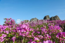 철쭉, 철쭉꽃, 붉은꽃, 초암산, 전남보성초암산, 사진,이미지,일러스트,캘리그라피 - 오륙도열이작가 크라우드픽 - 저작권 걱정 없는 상업용 이미지